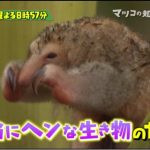 マツコの知らない世界!ヘンな生き物一覧!富田京一(恐竜研究家)がヤバイ?【9月19日放送】